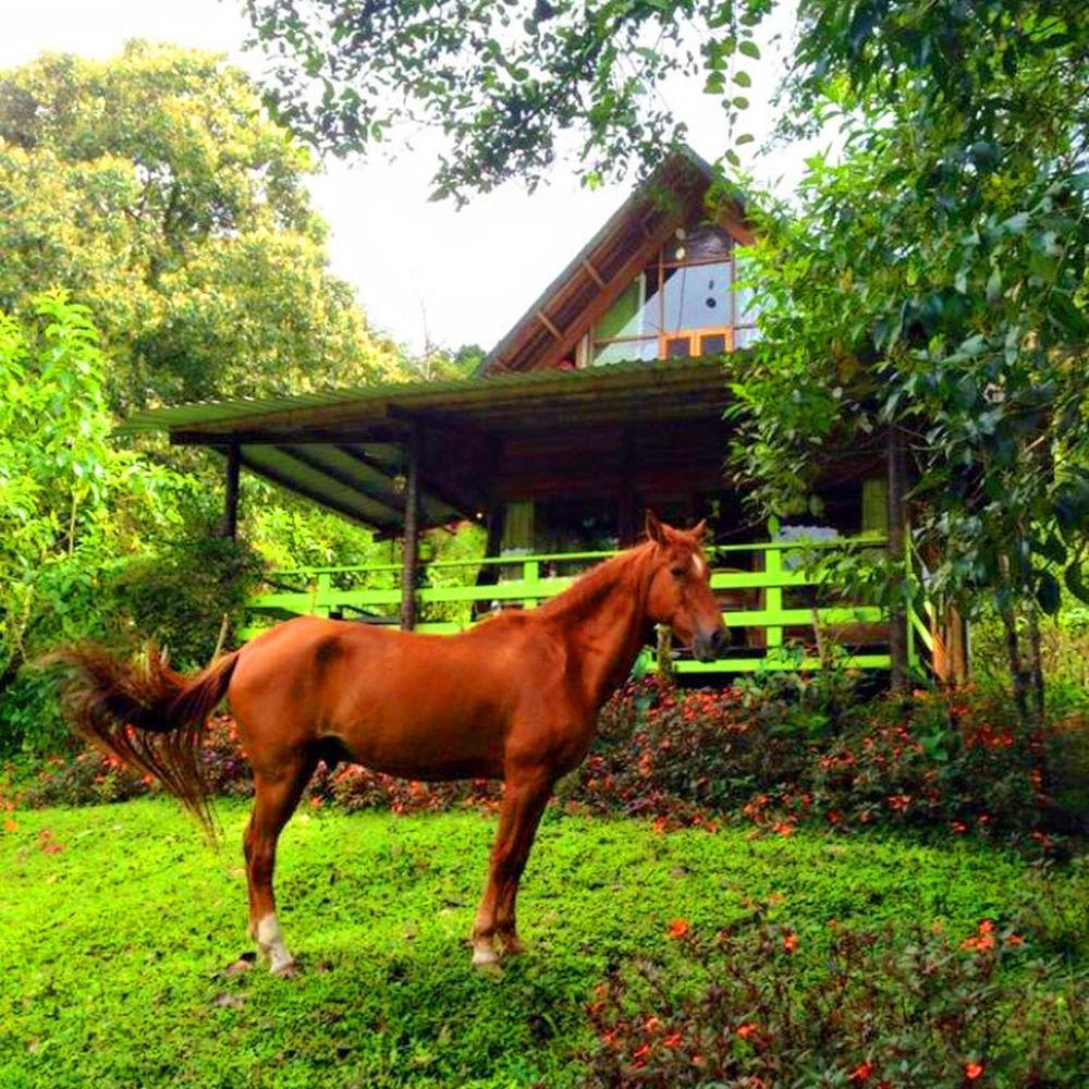 Mindo Eco Chalet Con Rio Y Cascada Exterior photo